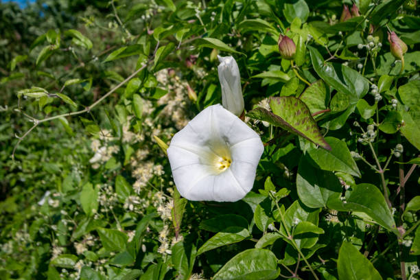 Hedge bindweed flower, or Heavenly trumpet