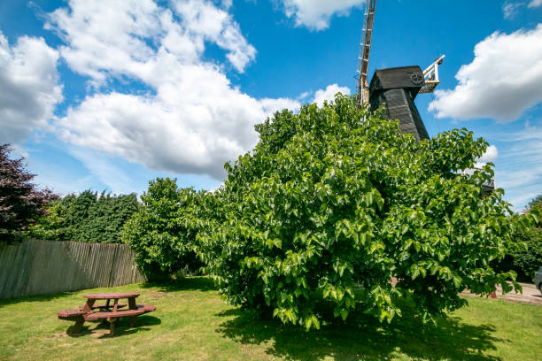 Black Mulberry Tree at Meopham in Kent, England (Morus nigra)