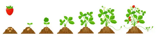 Vector illustration of Growing strawberries in the ground with root system in stages. Flat illustration of crop growing cycle.