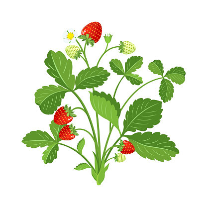 Strawberry bush with leaves and berries blossoms. Color vector illustration of growing berry plant isolated on white background. Fruit bright print.