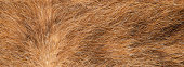 nahaufnahme-des-hintergrunds-der-braunen-felltextur.jpg?b=1&s=170x170&k=20&c=-UFXNbcwHBxcEGhHoNiDPhXE9xdYJzs6FZzU-Oc4Eng=