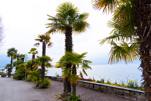 Riviera of Montreux with tropic trees.