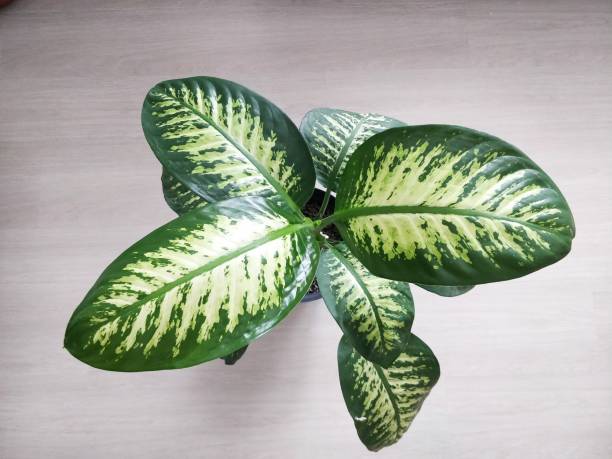 istock Overhead shot of Dieffenbachia 1390989632