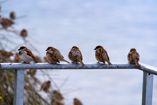 Birds standing on iron bar.