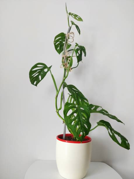 istock Monstera friedrichsthalii in a porcelain pot 1390990388
