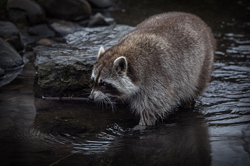 Raccoon foraging for in a national park.