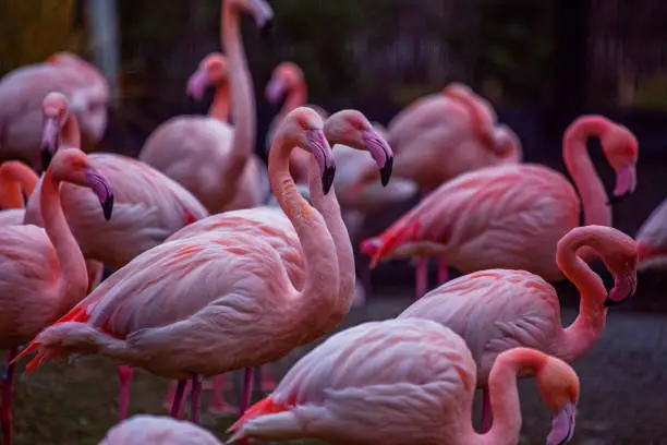 Photo of Flamingos outdoors