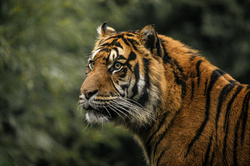 Close-up image of an Sumatran tiger in the jungle