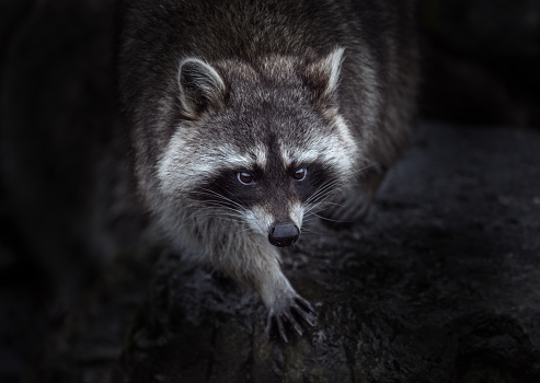 Funny curious raccoon investigates bird feeders