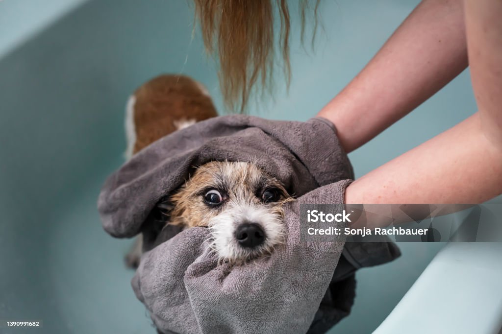 A woman dries a wet frightened dog with a towel Pet, animal, friendship, bath, grooming, hand, female Drying Stock Photo
