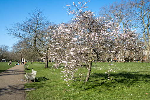 Hyde Park at City of Westminster in London, England
