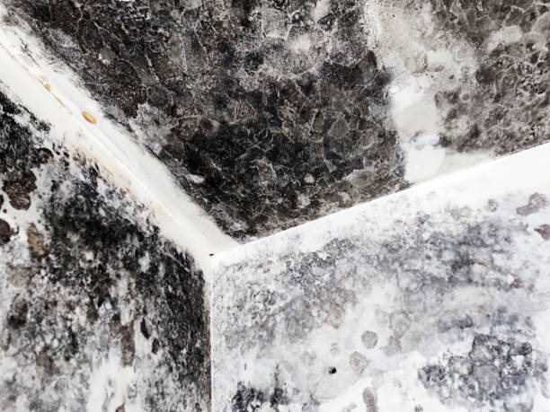 istock black mold on ceiling and plasterboard walls 1390994390