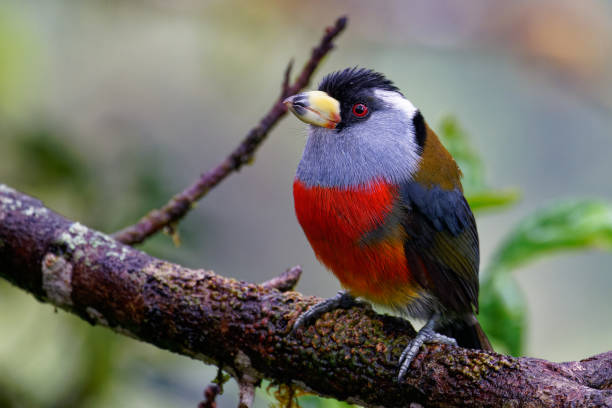 istock Toucan Barbet 1390994398
