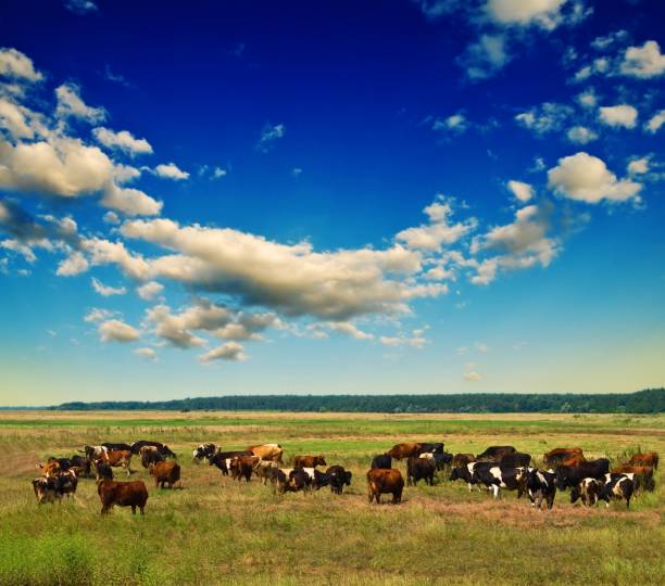 istock cow herd on a  pasture in a steppe 1390994690