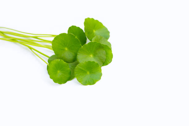 istock Fresh green centella asiatica leaves on white background. 1390995731