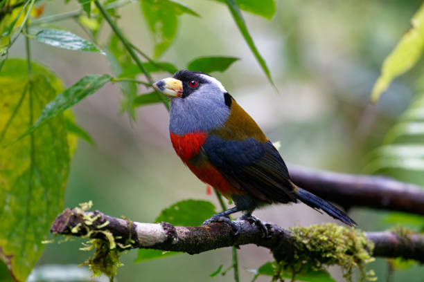 istock Toucan Barbet 1390995972