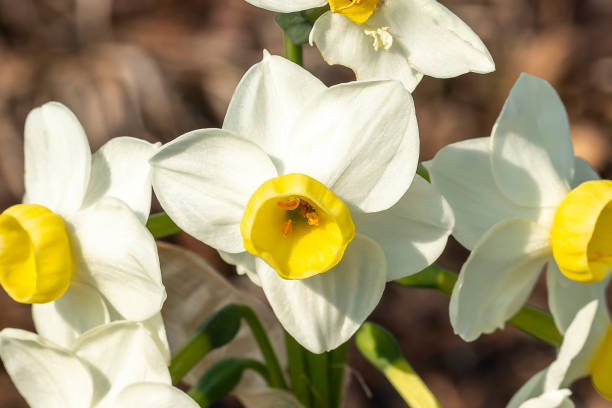 narciso 'avalancha' - daffodil winter narcissus yellow single flower fotografías e imágenes de stock