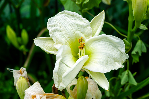 Hemerocallis 'Gentle Shepherd' a spring summer flowering plant with a white summertime flower commonly known as daylily, stock photo image