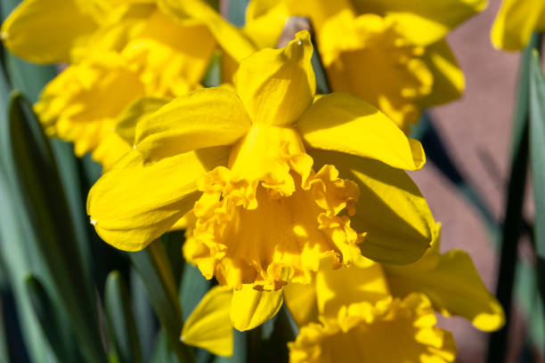narciso 'mando' - daffodil winter narcissus yellow single flower fotografías e imágenes de stock