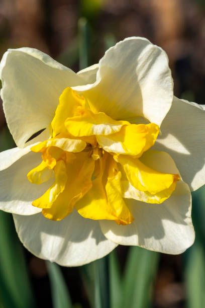 narciso 'lemon beauty' - daffodil winter narcissus yellow single flower fotografías e imágenes de stock