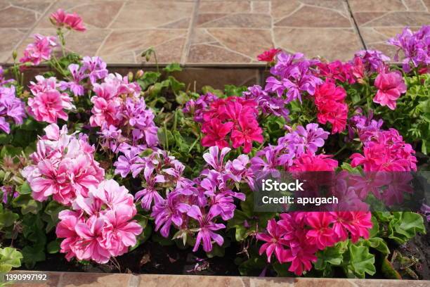 Flowers Of Ivyleaved Pelargonium In Shades Of Pink In July Stock Photo - Download Image Now