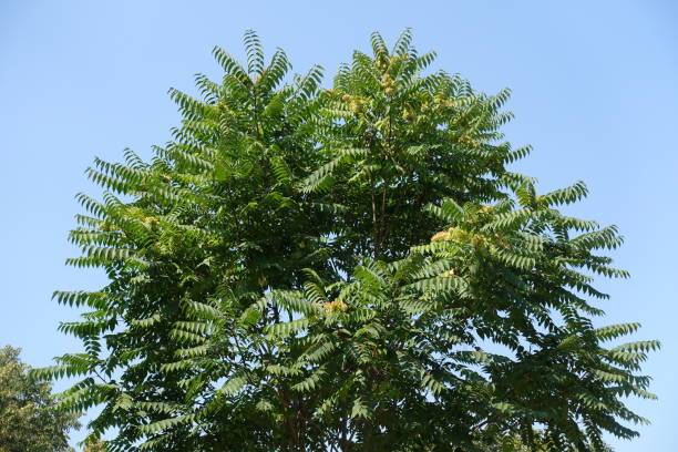 cielo azul y corona de ailanthus altissima en agosto - achene fotografías e imágenes de stock