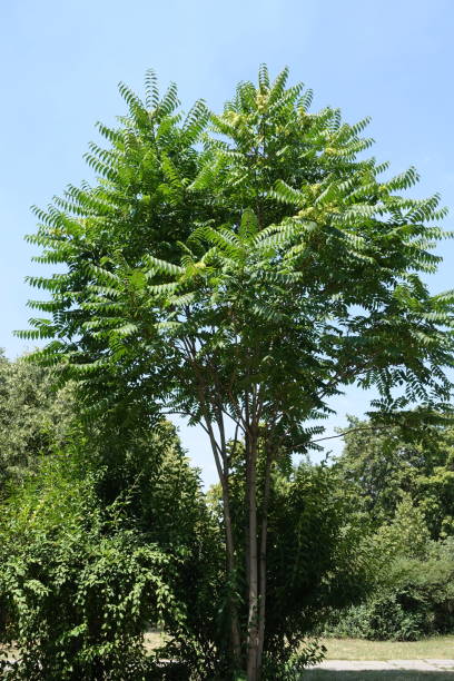vista a figura intera dell'albero di ailanthus altissima contro il cielo blu a luglio - achene foto e immagini stock