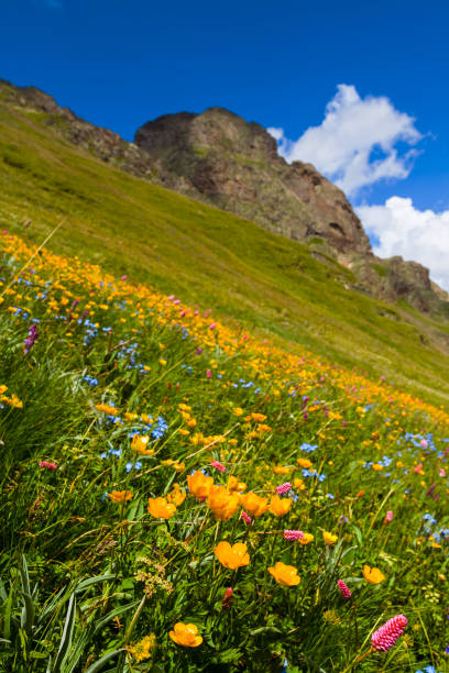 istock mount slope covered by a flowers 1390997411