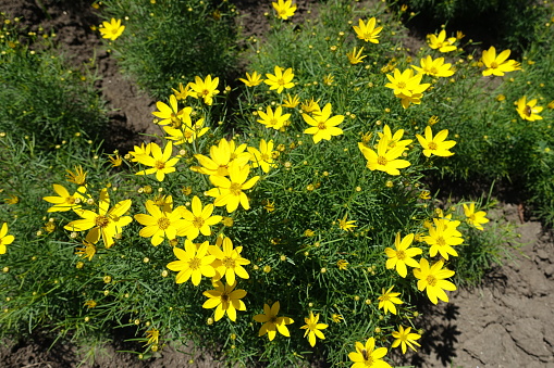 Vivid yellow flowers of Coreopsis verticillata in June