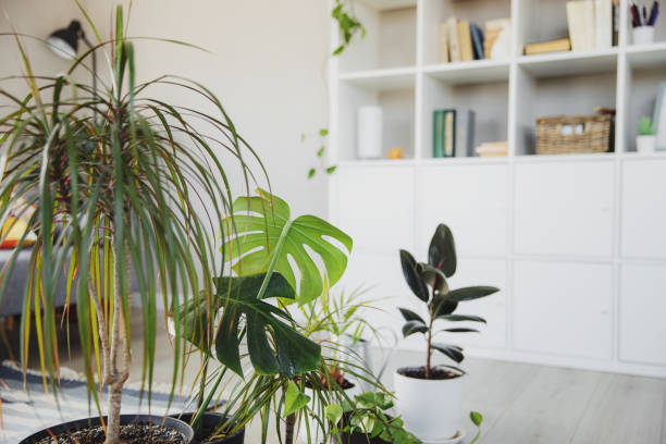 istock Collection of various tropical green plants in different pots indoor 1390998311
