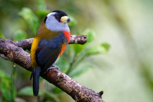 istock Toucan Barbet 1390998493