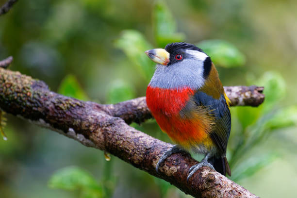 istock Toucan Barbet 1390998494