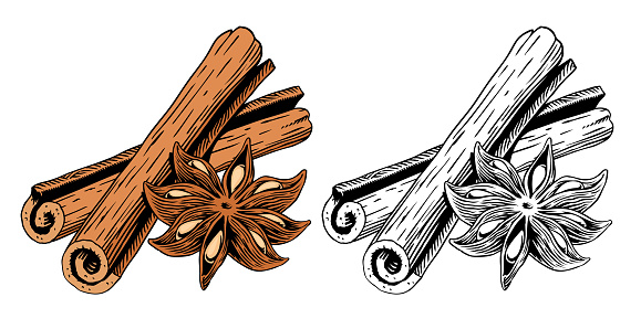 Cinnamon sticks and star anise, isolated on white background. Engraving or etchingstyle vector illustration.