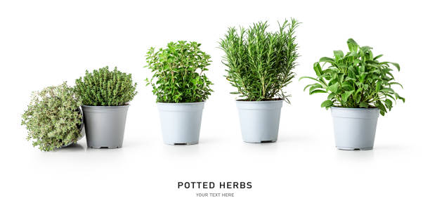 istock Rosemary, oregano, sage and thyme. Herbs in pots 1390999635