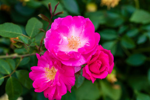 istock three flowers of a blooming rose, rose hips on a branch 1390999687