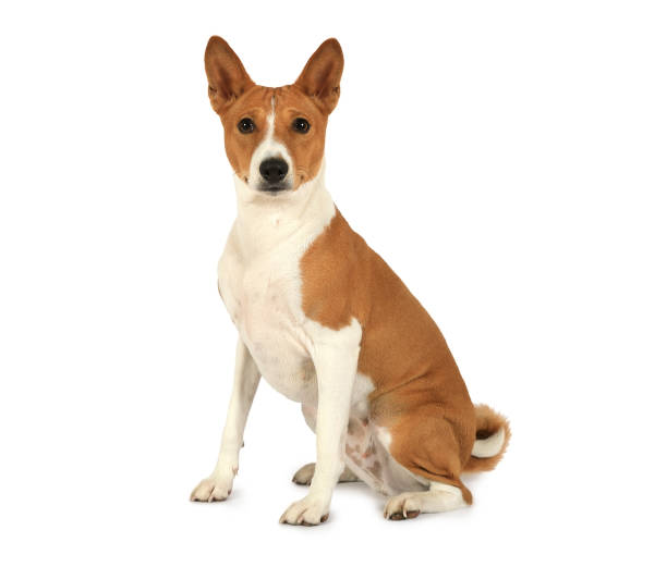 Thoroughbred Basenji dog isolated on white background stock photo