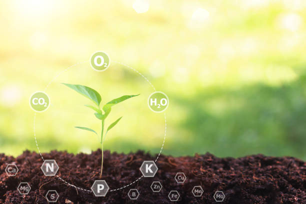 istock Young plant growing in soil against sunny background with 16 digital  nutrients icon which nessesary in plant life , Plant Nutrients,Macronutrients,Micronutrients. Agriculture concept 1390999877