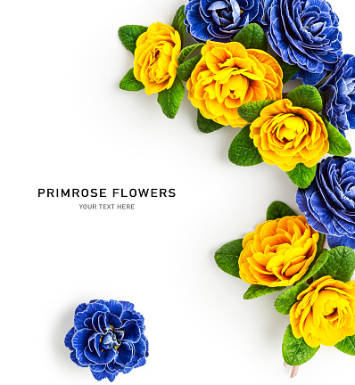Yellow and blue primrose flowers isolated on white background. Spring primula composition and creative layout. Design element. Easter holiday and springtime concept