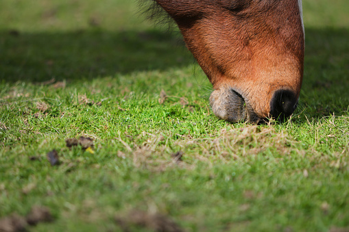Close up of a chestnut horse nibbling on grass