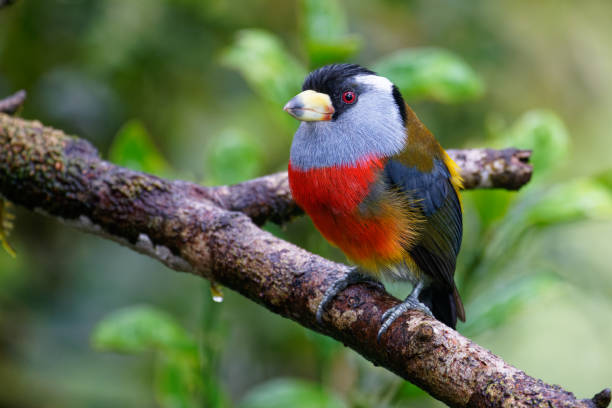 istock Toucan Barbet 1391000468