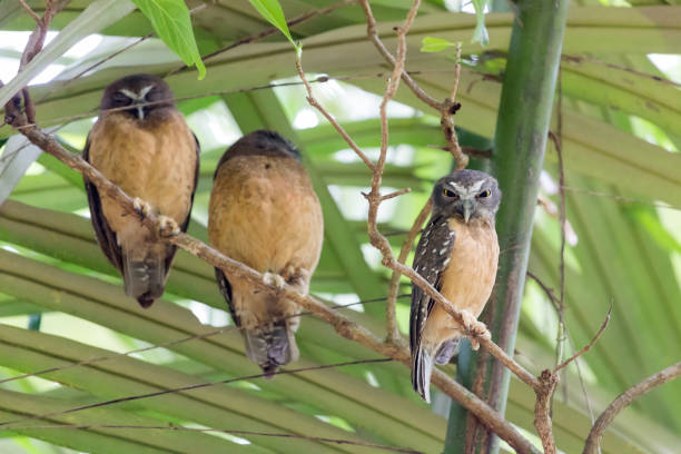 istock The ochre-bellied boobook (Ninox ochracea) 1391002482