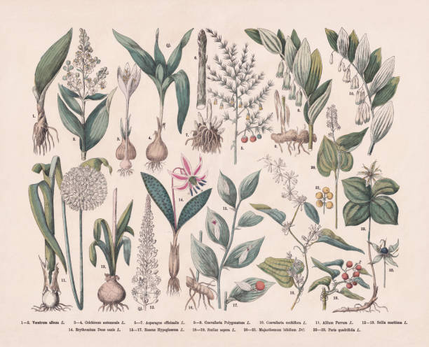 ilustraciones, imágenes clip art, dibujos animados e iconos de stock de plantas útiles y medicinales, grabado en madera coloreado a mano, publicado en 1887 - allium flower