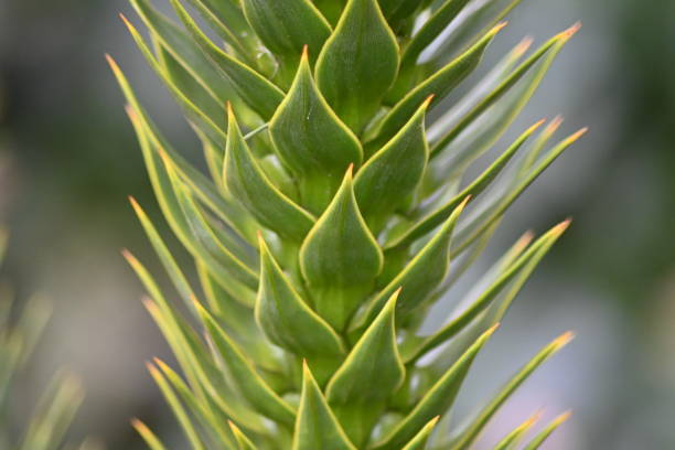 A section of a monkey puzzle, Araucaria araucana, branch with its green spiked symmetrical leaves A section of a monkey puzzle, Araucaria araucana, branch with its green spiked symmetrical leaves araucaria araucana flower stock pictures, royalty-free photos & images