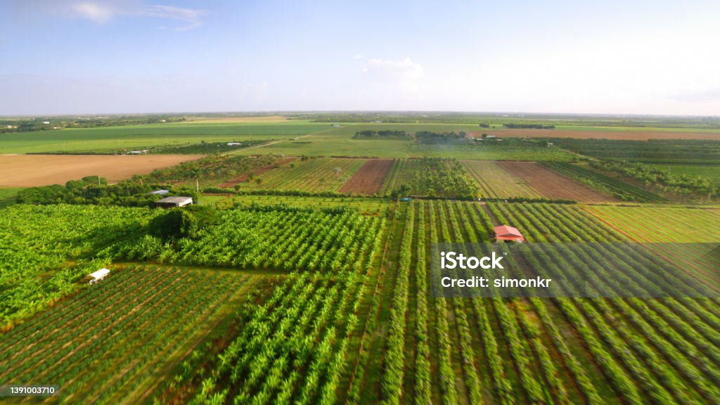 View of agricultural fields Aerial view of orchards on sunny day in Florida, USA. Farm Stock Photo