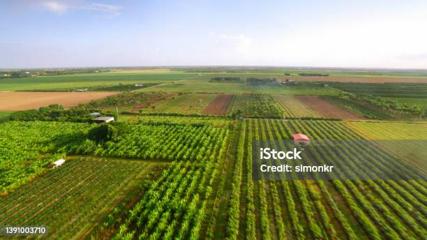 View Of Agricultural Fields Stock Photo - Download Image Now - Farm, Florida - US State, Orchard