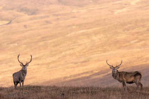 Two deer stags at sunset in Scottish Highlands
