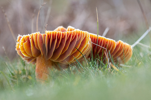 Close-up of two small white mushrooms on green lawn with sunlight on summer morning