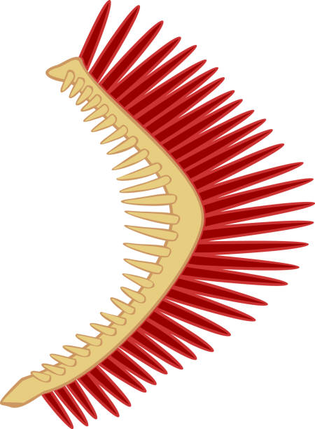 Gill Vector Gill Clipart