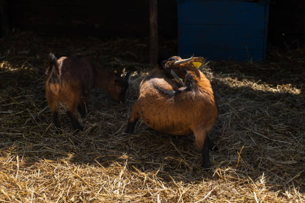 istock Farm goats in a straw enclosure. 1391005203