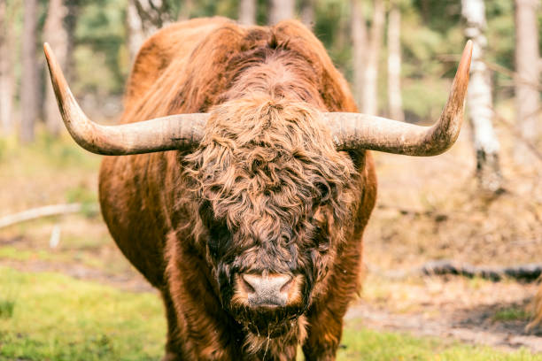 Scottish Highland cattle in the Veluwe nature reserve in Gelderland during a beautiful summer day.